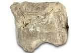 Fossil Iguonodontian Dinosaur (Tenontosaurus) Vertebrae - Montana #322096-1